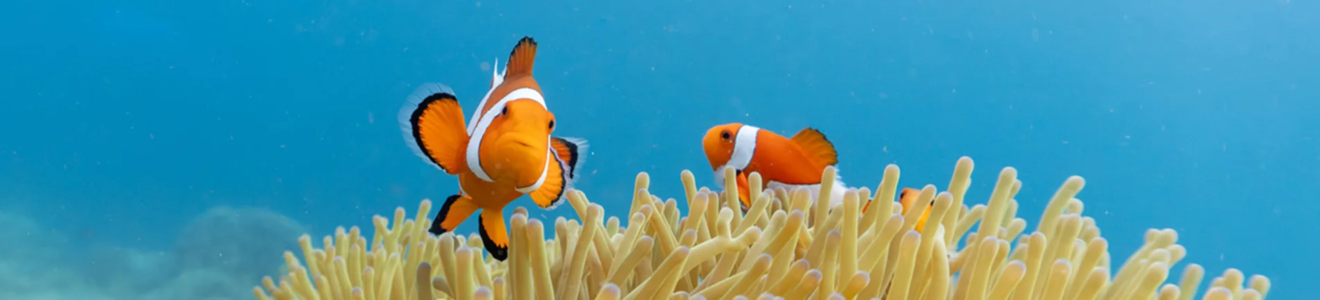 La Tortue Diving Center blog banner