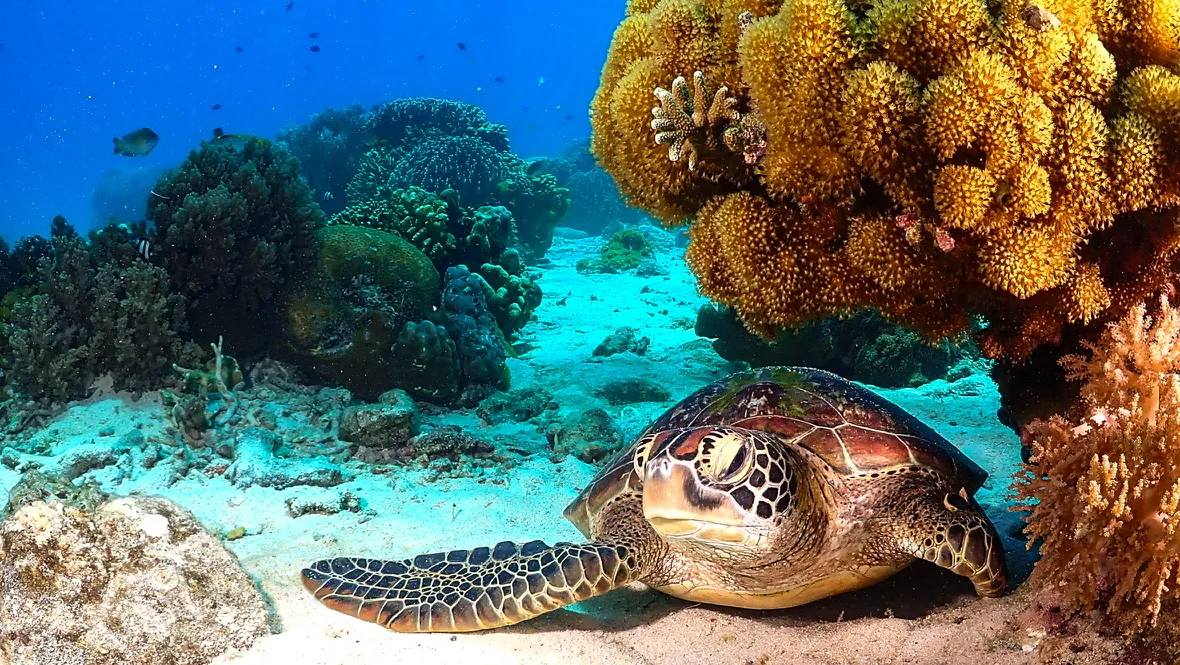 Sea turtle swimming over the reef at Apo Island