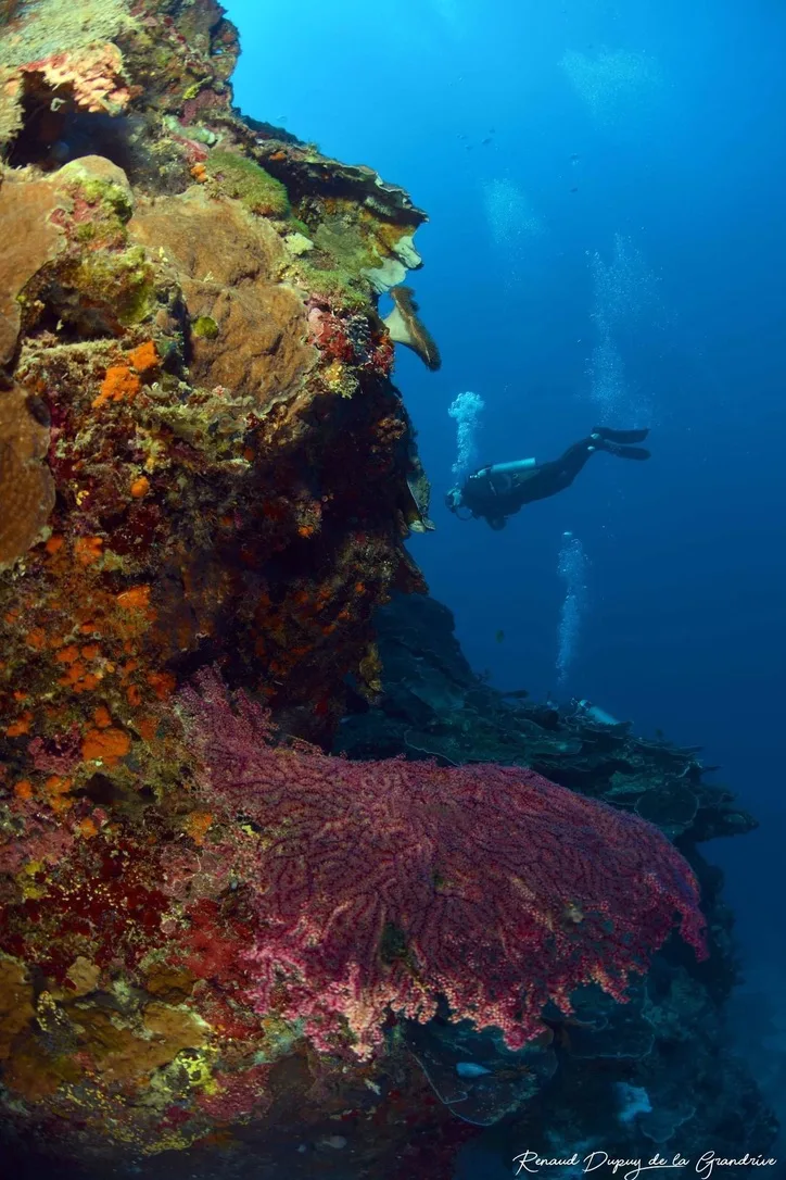 Vertical reef wall scene at Apo Island