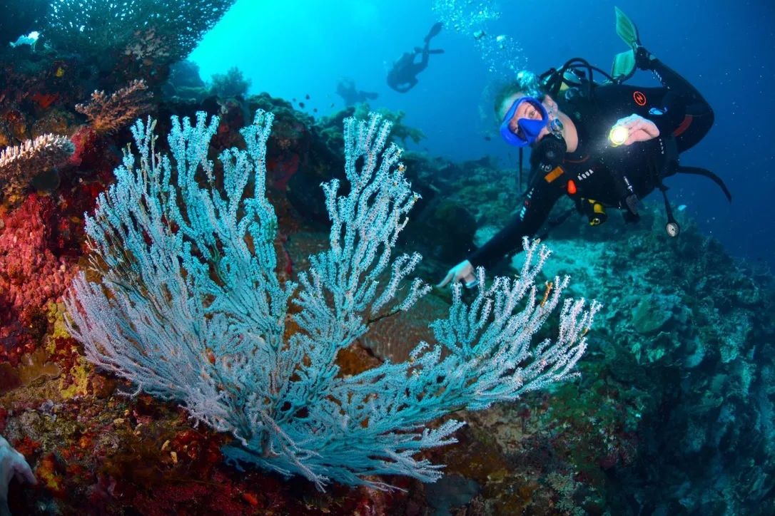 Coral reef panorama at Apo Island