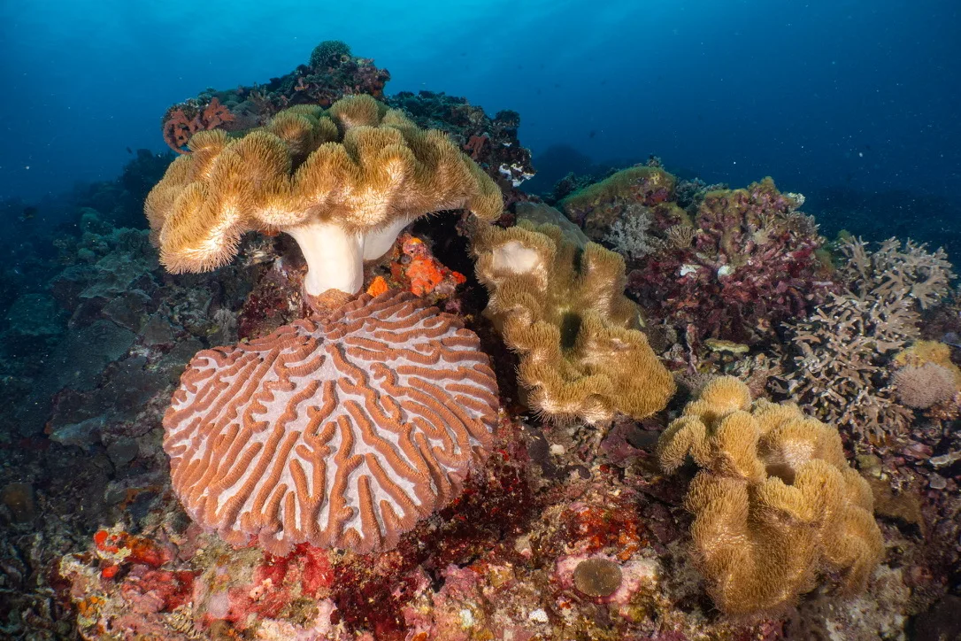 Healthy coral structures at Apo Island