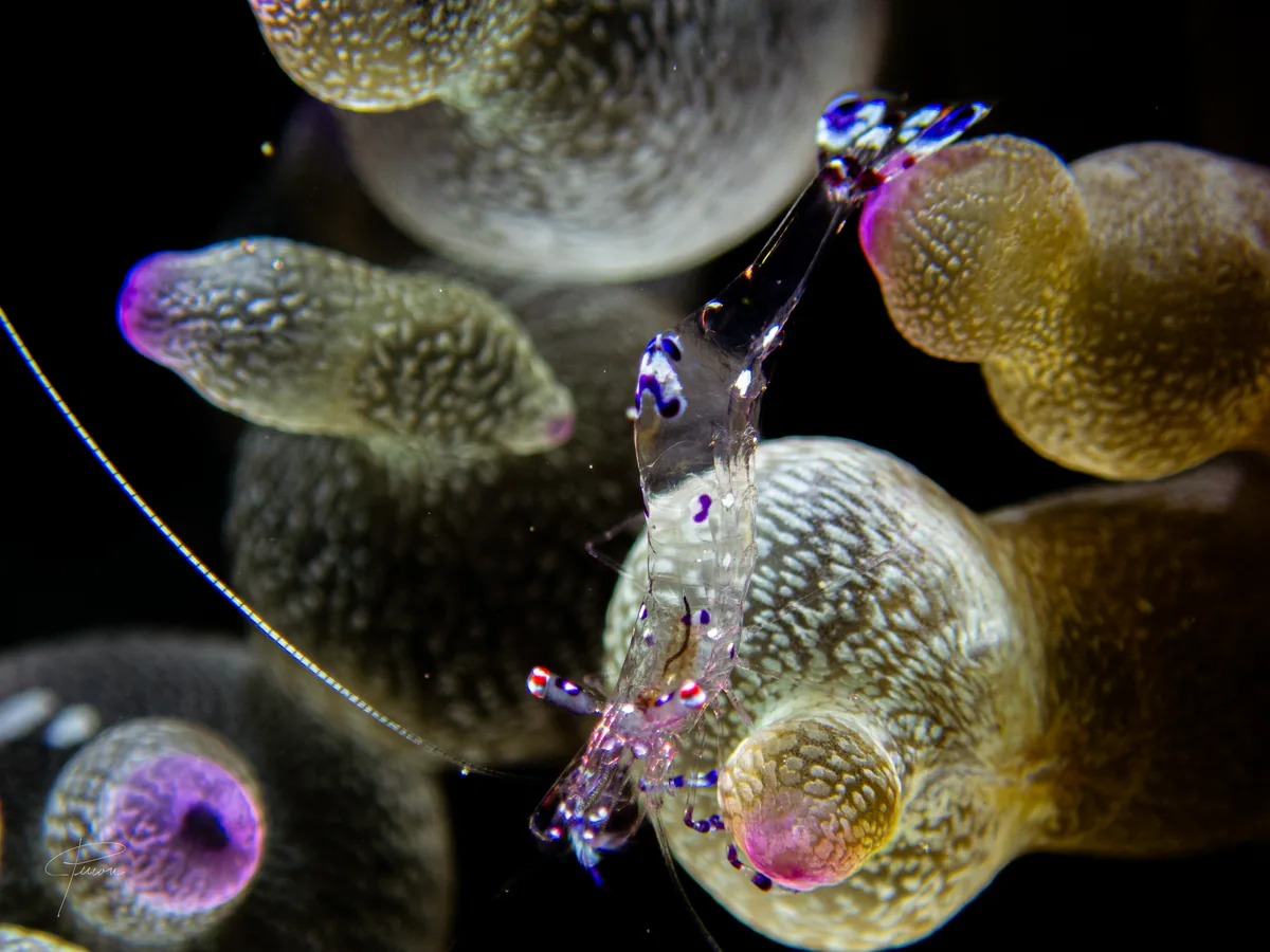 Anemone shrimp on soft coral in Dauin