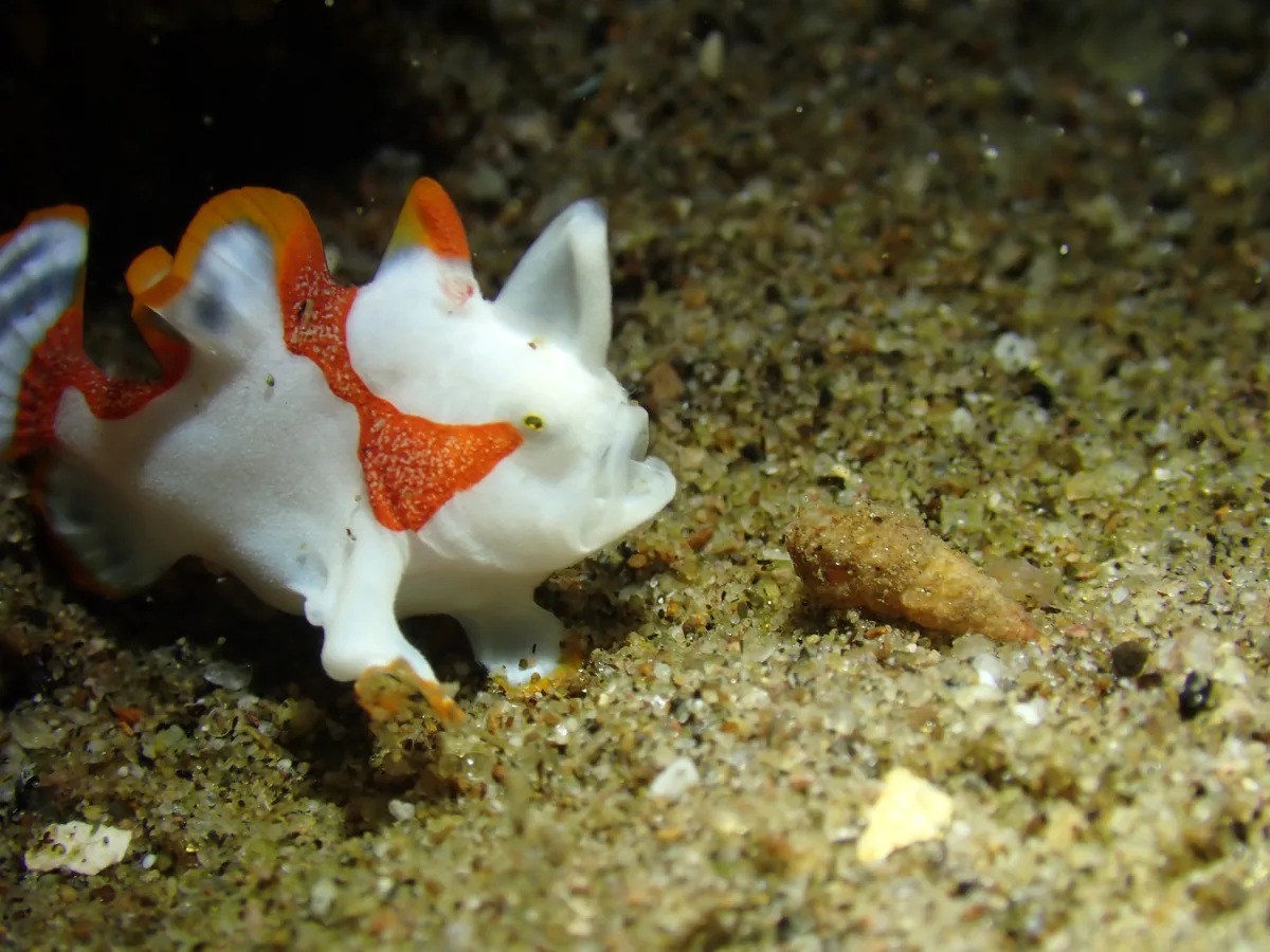 Clown warty frogfish at a Dauin muck site