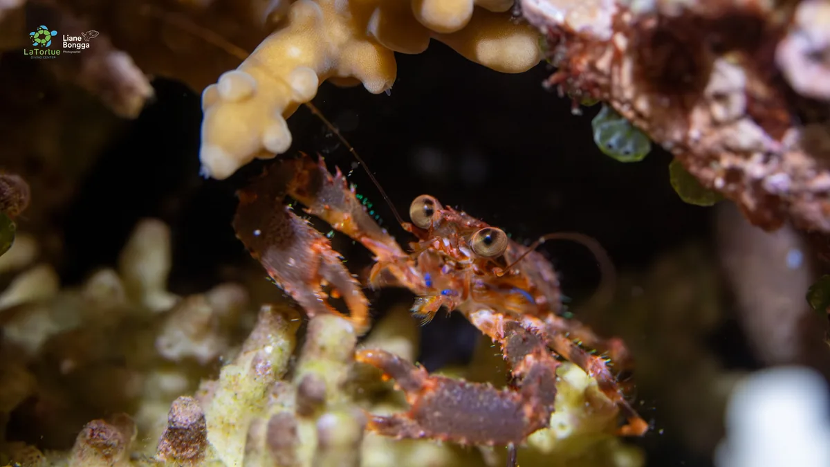 Coral crab hiding under coral in Dauin