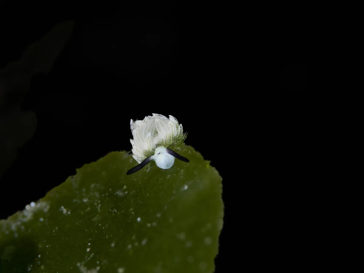 Costasiella nudibranch on algae in Dauin
