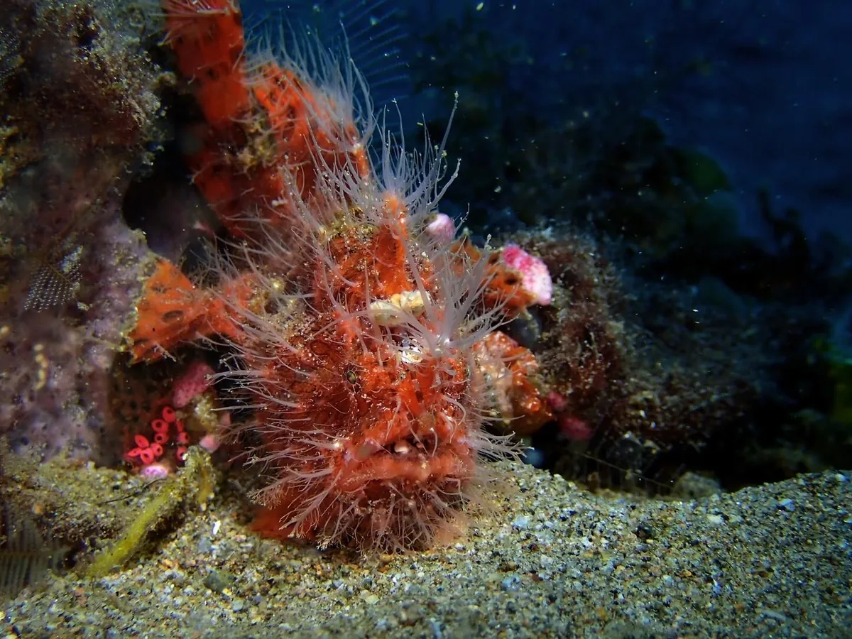 Hairy frogfish photographed at San Miguel in Dauin
