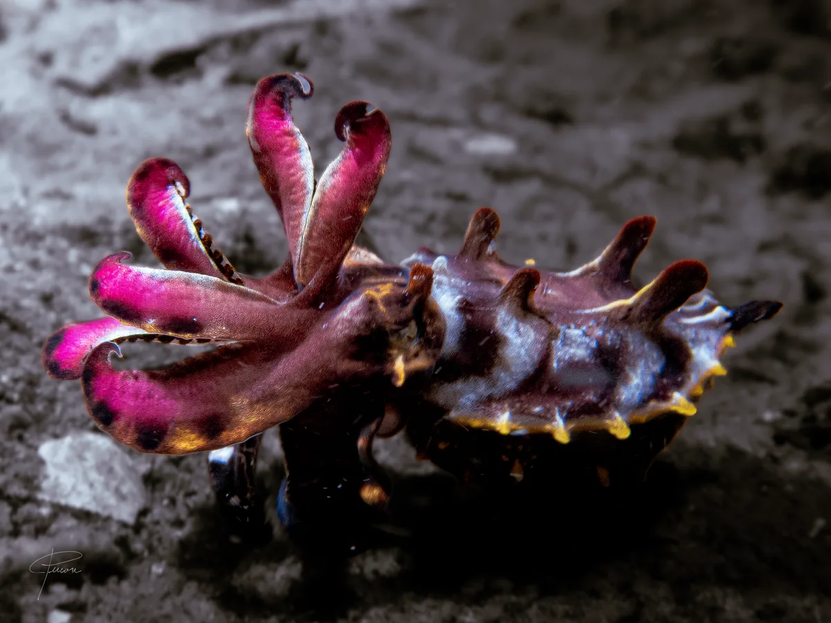 Flamboyant cuttlefish on a Dauin muck dive
