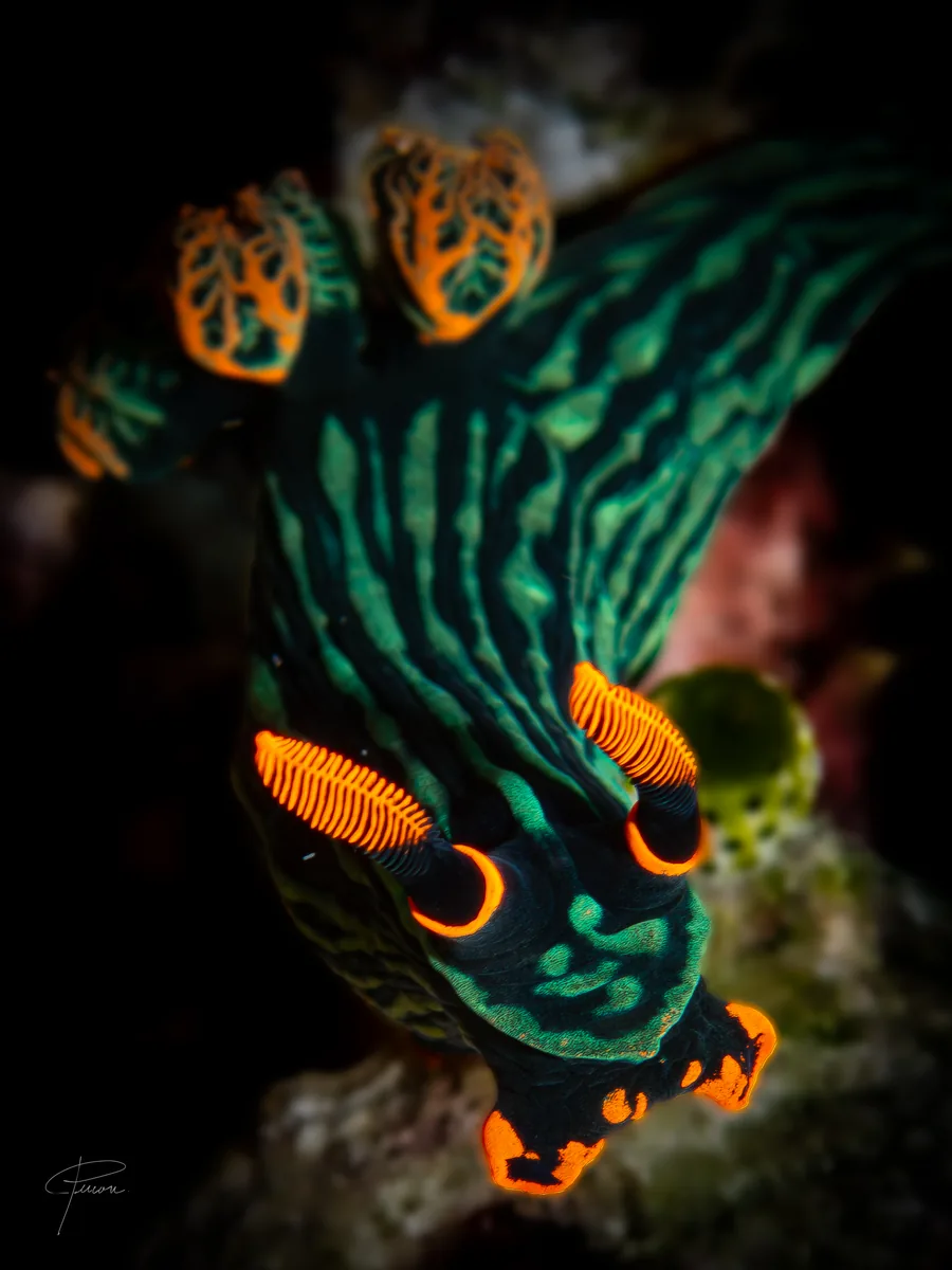Nembrotha nudibranch on a vertical reef surface in Dauin