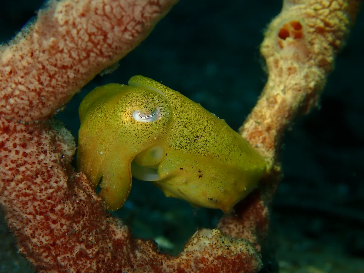 Pygmy cuttlefish on the sand in Dauin