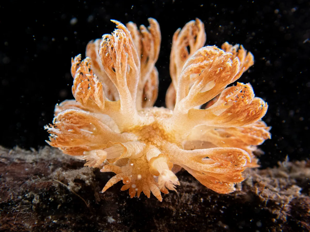 Xenia nudibranch at Kagamas in Dauin