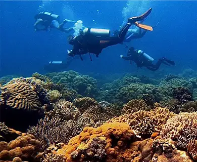 Fun dives at La Tortue in Dauin