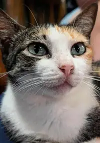 Blossom le chat de La Tortue