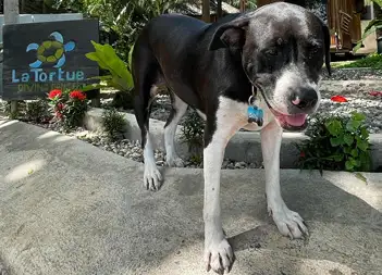 Dolly, le chien de La Tortue