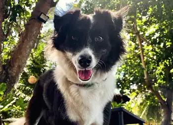 Panda, le chien de La Tortue