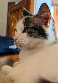 Bubbles le chat de La Tortue