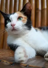 Buttercup le chat de La Tortue