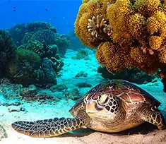 Sorties Apo Island à La Tortue