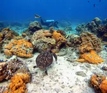 Sites de plongée côtiers à Dauin